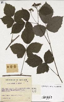 spécimen de Rubus caesius x nitidus