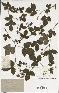 spécimen de Rubus caesius x nitidus