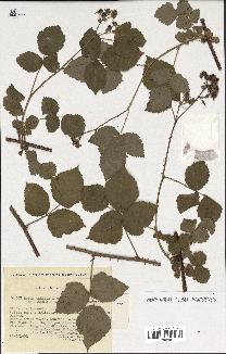 spécimen de Rubus caesius x nitidus