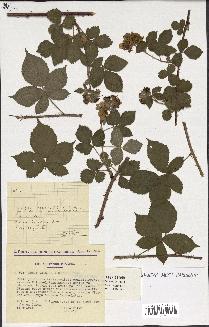 spécimen de Rubus caesius x nitidus