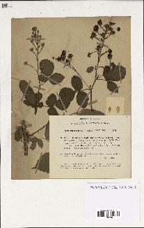 spécimen de Rubus carpinifolius