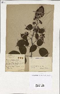 spécimen de Rubus ulmifolius