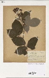 spécimen de Rubus thyrsoideus