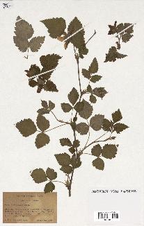 spécimen de Rubus spectabilis