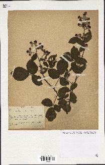spécimen de Rubus bifrons