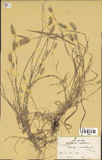 spécimen de Polypogon monspeliensis