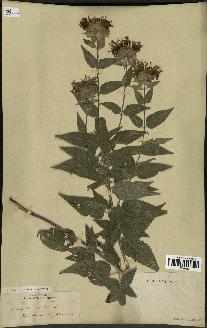 spécimen de Monarda fistulosa
