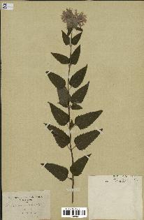 spécimen de Monarda fistulosa