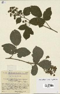 spécimen de Rubus deltoideus