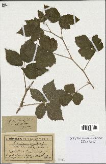 spécimen de Rubus commixtus