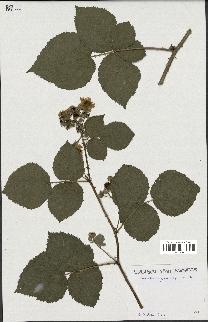 spécimen de Rubus callianthus