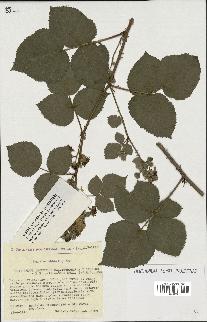 spécimen de Rubus callianthus