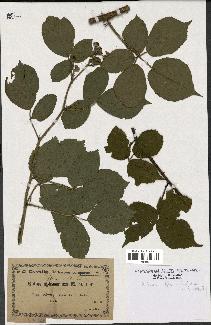 spécimen de Rubus flaccidifolius