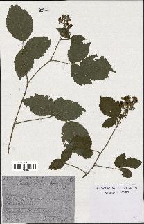 spécimen de Rubus rosaceus