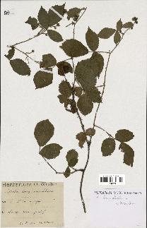 spécimen de Rubus schleicheri