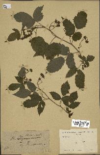 spécimen de Rubus sp.