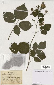 spécimen de Rubus roseiflorus