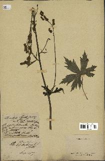 spécimen de Aconitum lycoctonum