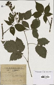 spécimen de Rubus pallidus