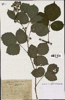 spécimen de Rubus pallidus