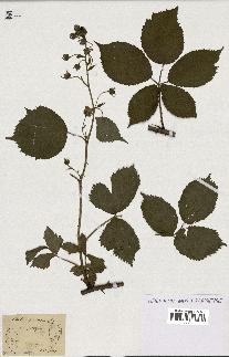 spécimen de Rubus fruticosus