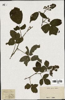 spécimen de Rubus glandulosus