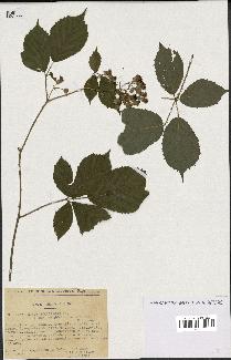 spécimen de Rubus silesiacus