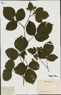 spécimen de Rubus sp.