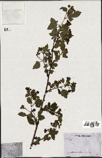 spécimen de Rubus sp.