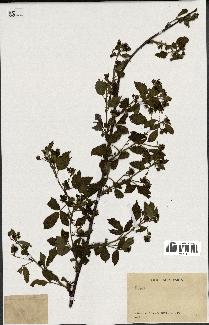 spécimen de Rubus sp.