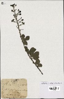 spécimen de Rubus tomentosus