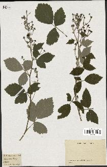 spécimen de Rubus tomentosus