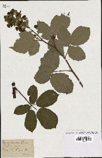 spécimen de Rubus lacertosus