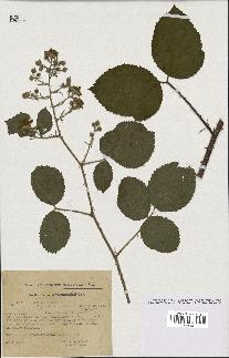 spécimen de Rubus foliosus