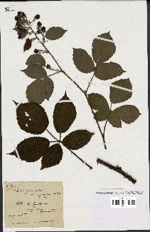 spécimen de Rubus granulatus