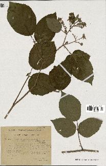 spécimen de Rubus hirtus