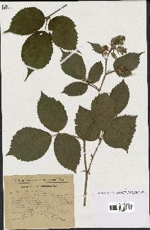 spécimen de Rubus hirtus