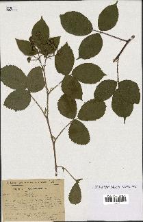 spécimen de Rubus hirtus