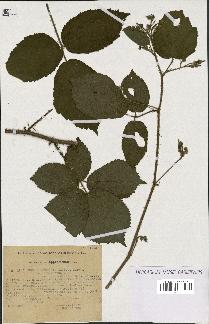 spécimen de Rubus rivularis