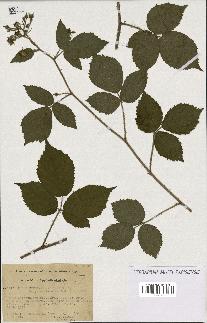 spécimen de Rubus rivularis