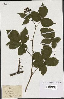 spécimen de Rubus thyrsoideus