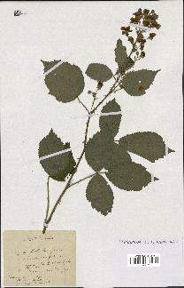 spécimen de Rubus thyrsoideus