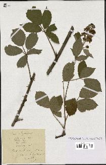 spécimen de Rubus thyrsoideus