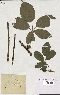spécimen de Rubus thyrsoideus