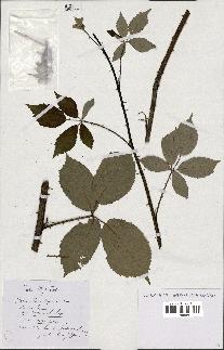 spécimen de Rubus thyrsoideus