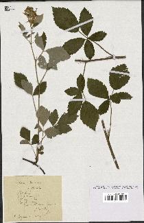 spécimen de Rubus tomentosus