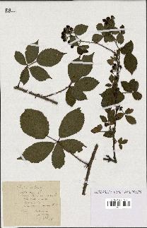 spécimen de Rubus nitidus