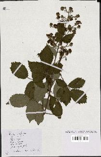 spécimen de Rubus vulgaris