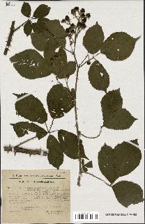 spécimen de Rubus melanoxylon