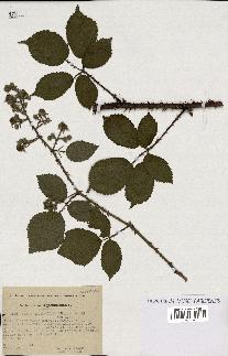 spécimen de Rubus melanoxylon